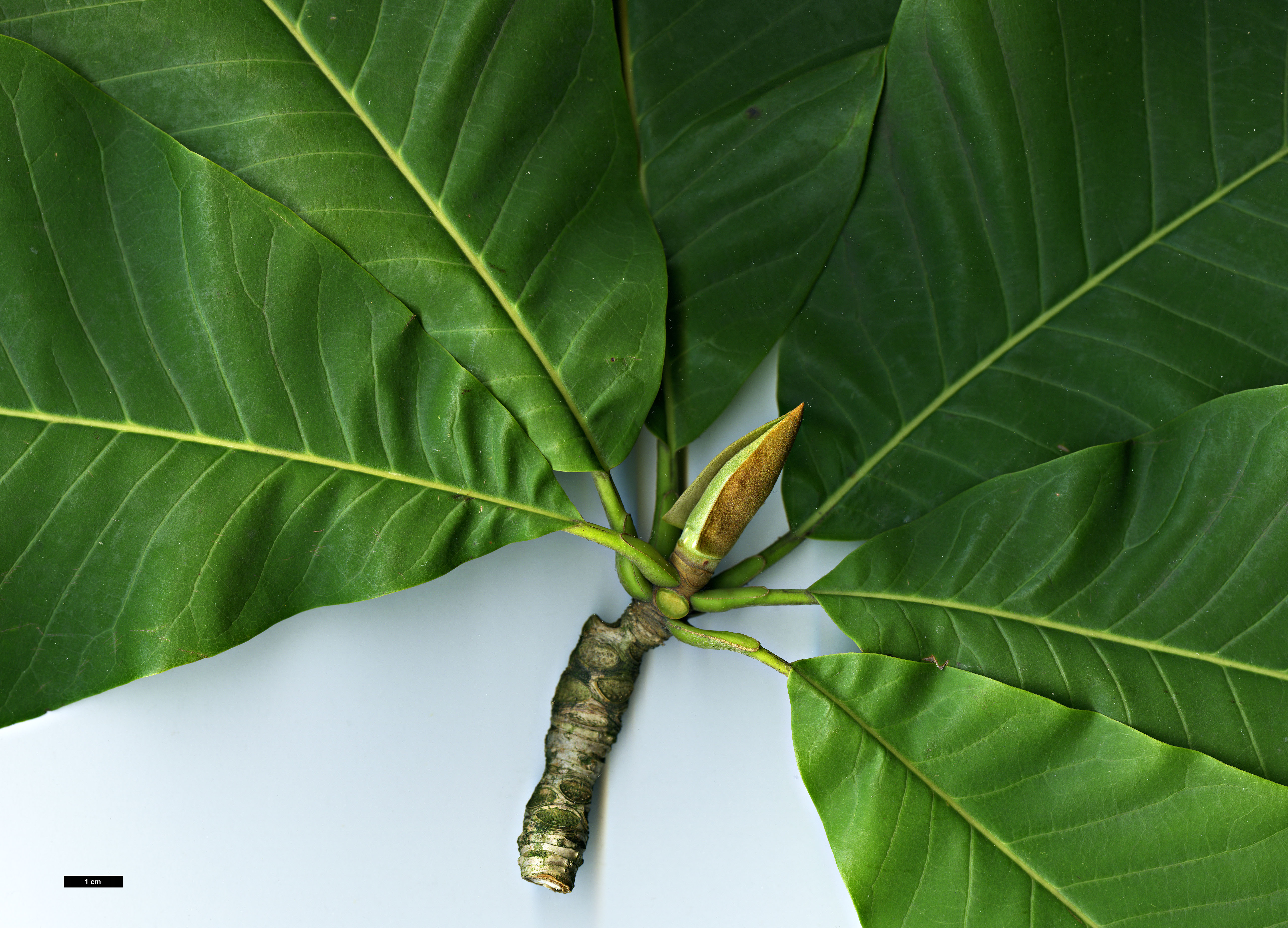 High resolution image: Family: Magnoliaceae - Genus: Magnolia - Taxon: officinalis - SpeciesSub: var. biloba High resolution image: Family: Magnoliaceae - Genus: Magnolia - Taxon: officinalis - SpeciesSub: var. biloba